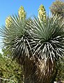 Yucca rigida