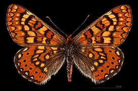 Euphydryas aurinia beckeri ♀ MHNT