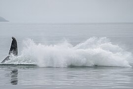 026d Humpback whale jump and splash Photo by Giles Laurent.jpg