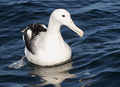 Királyalbatrosz