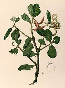 Aegicerataceae
