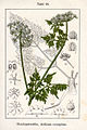 Aethusa cynapium vol. 12 - plate 16 in: Jacob Sturm: Deutschlands Flora in Abbildungen (1796)
