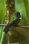 Amethyst-throated sunangel