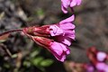 Douglasia laevigata