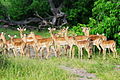 English: Impalas in Botswana Македонски: Импали во Боцвана