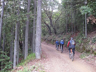 Biking excursion, trail riding through the redwoods, Mount Tamalpais