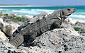 1.8 - 7.8: In leguan nair cumin (Ctenosaura similis) sin l'insla da Cozumel en il Mexico.