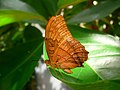 en:Heliconiinae, en:Vindula_arsinoe, en:List of butterflies of Australia