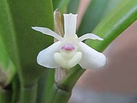 Dendrobium taylorii