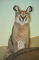 Caracal (Caracal caracal)