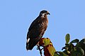 * Nomination Common black-hawk (Buteogallus anthracinus gundlachii) juvenile, Cuba --Charlesjsharp 09:03, 24 March 2016 (UTC) * Promotion  Support Not the sharpest possible and also some chroma noise, but QI for me. --C messier 13:16, 30 March 2016 (UTC) Thanks @C messier: . Denoised now. Charlesjsharp 09:00, 31 March 2016 (UTC)