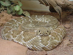 Crotalus ruber.JPG