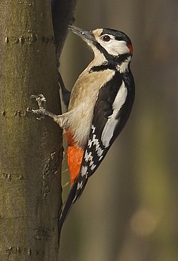 Дятел звичайний (Dendrocopos major)