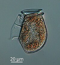 The dinoflagellate Dinophysis acuta