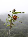 Elleanthus hymenophorus, un tipo de orquídea.