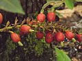 Guaraná (Paullinia cupana) fruit