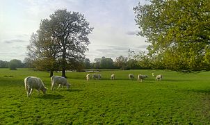 Tierras de cultivo en Osterley Park
