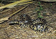 Lampropeltis getula floridana