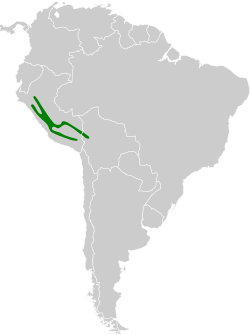 Distribución geográfica del tororoí andino.