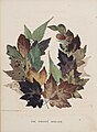 The Forest Wreath. Leaf and flower pictures, and how to make them (1859) In the Mary Ann Beinecke Decorative Art Collection. Sterling and Francine Clark Art Institute Library. https://archive.org/stream/MAB.NK1560L41859Images_201304/MAB.NK1560%20L4%201859_Images#page/n25/mode/2up