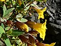 Mimulus tilingii