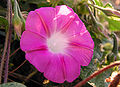 Pink Ipomoea purpurea