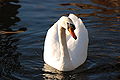 Mute Swan Osaka.jpg