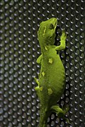 Auckland green gecko (Naultinus elegans)
