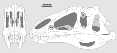 Neovenator skull reconstruction.png