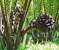 Fruit, Bogor Botanical Garden, West Java