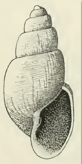 Odostomia calliope