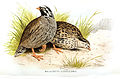 Himalayawachtel aus Allan Octavian Hume und Charles Henry Tilson Marshall: Game birds of India, Burmah and Ceylon, 1880