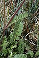 Polemonium elegans