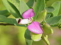 Polygala (Polygala myrtifolia); Polygalaceae