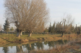 Küknar ağacları. Bəylik kəndinə gedən yol. Qalaqayın.