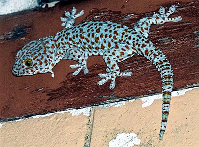 Gekko gecko