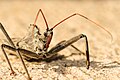 Harpactorinae: Arilus cristatus, Wheel Bug (ou « punaise à roue »), Pennsylvanie (États-Unis).