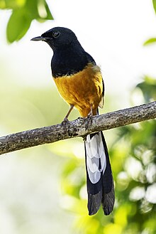 White-rumped-shama-yala-sri-lanka-casey-klebba.jpg