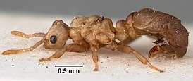 Tetramorium atratulum