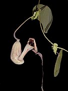 Aristolochia hypoglauca.jpg