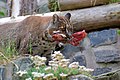 gato dorado asiático comiendo carne