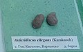 en:Astieridiscus ellegans (Karakasch) Lower en:Barremian, General Kiselovo, en:Varna Province at the Sofia University "St. Kliment Ohridski" Museum of Paleontology and Historical Geology