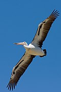 Australian pelican in flight