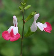 Perianto bilabiado (con labios superior e inferior, o dorsal y ventral) y galeado (el labio dorsal es una gálea) en Salvia microphylla, una lamiácea.