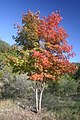 Acer grandidentatum (bigtooth maple) in autumn colour