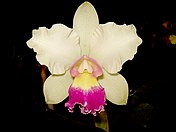 Rhyncholaeliocattleya 'Nobile's carnival'