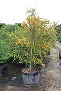 Brya Ebenus (Jamaican Rain Tree, Jamaican Ebony) (28261168213).jpg