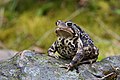 28. Amerikai varangy (Bufo americanus) a québec-i Jacques-Cartier Nemzeti Parkban (javítás)/(csere)