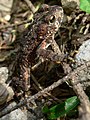 Bufo boreas