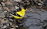 Thumbnail for File:Carduelis tristis QC.jpg